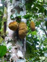 Jackfruit