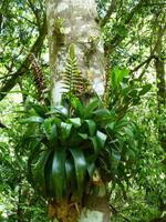 Tijuca-Nationalpark