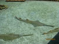 Auf Tagesausflug im Atlantis