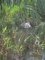 Ein echter Alliagator