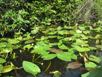Auf gehts mit dem Propellerboot durch den Everglades National Park
