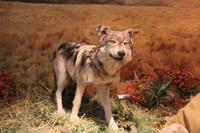 beim Head-Smashed-In Buffalo Jump