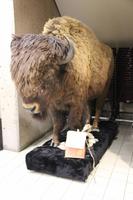 beim Head-Smashed-In Buffalo Jump