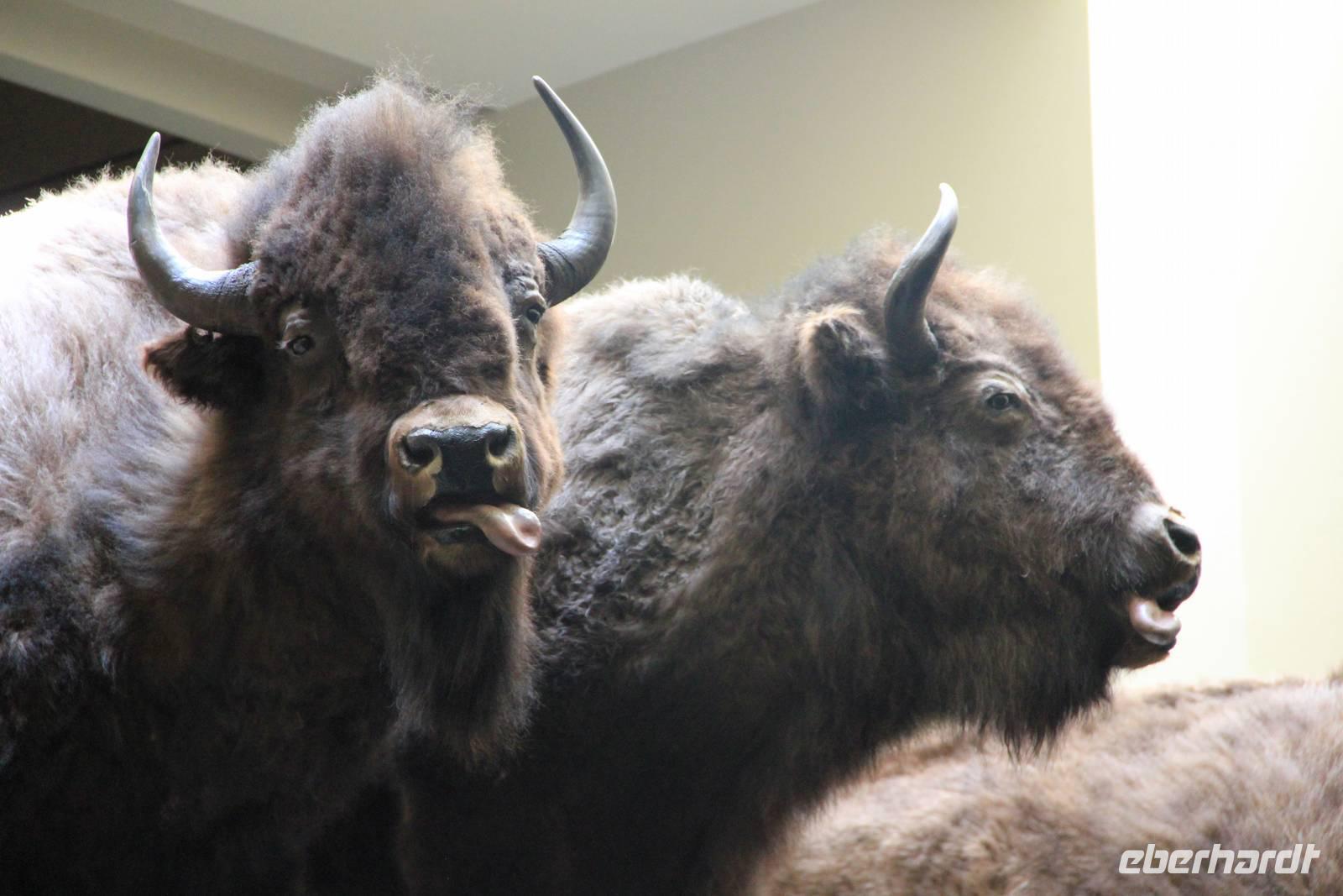 beim Head-Smashed-In Buffalo Jump