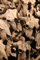 beim Head-Smashed-In Buffalo Jump