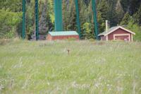 kleines Erdhörnchen