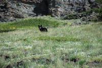 Waterton Lakes National Park - kleiner Schwarzbär