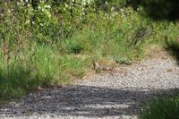 Waterton Lakes National Park - Erdhörnchen