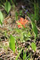 Waterton Lakes National Park - Red Rock Canyon