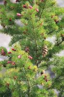 Waterton Lakes National Park