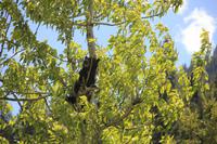 Waterton Lakes National Park - Bär im Baum