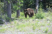 Waterton Lakes National Park - wir sind auf Bärenschau