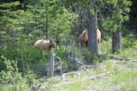 Waterton Lakes National Park - wir sind auf Bärenschau