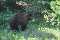 Waterton Lakes National Park - wir sind auf Bärenschau
