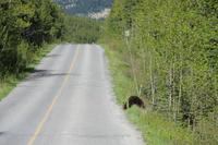 Waterton Lakes National Park - wir sind auf Bärenschau