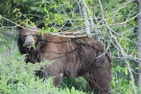 Waterton Lakes National Park - wir sind auf Bärenschau