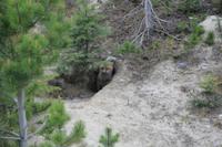 Waterton Lakes National Park - kleiner Fuchs