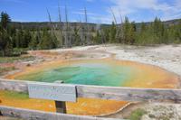 Yellowstone National Park - Morning Glory