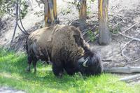 Yellowstone National Park - Büffel