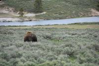 Yellowstone National Park - Büffel im Feld