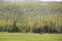Yellowstone National Park - Wapiti