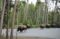 Yellowstone National Park - Büffelstau