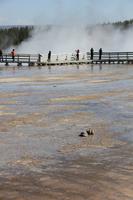 Yellowstone National Park - Midway Geyser Basin