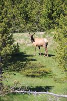 Yellowstone National Park - Hirschkuh