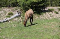 Yellowstone National Park - Hirschkuh
