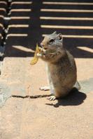 im Grand Teton National Park - Erdhörnchen