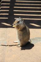 im Grand Teton National Park - Erdhörnchen