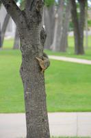 kleines Eichhörnchen