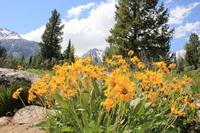 Grand Teton National Park