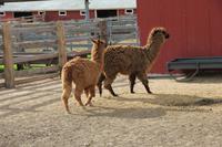 Terry Bison Ranch
