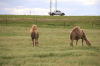 Terry Bison Ranch