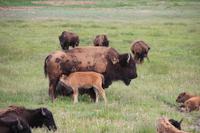Terry Bison Ranch