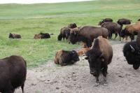 Terry Bison Ranch