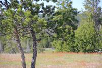 Yellowstone National Park - Lower Geyser Basin