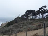 Die Bäume wachsen in Windrichtung