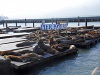 Ein Besuch bei ihnen darf nicht fehlen: die berühmten Seelöwen