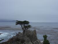 Die einsame Zypresse