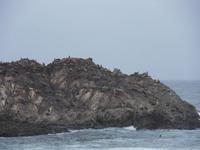 Seelöwen und Vögel teilen sich den Felsen