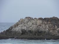 Seelöwen und Vögel teilen sich den Felsen