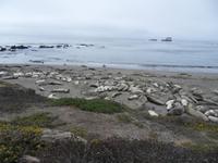 Kalifornische Seeelefanten