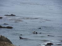 Spielende Seeelefanten