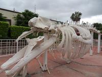 das Walskelett im Ort