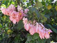 sieht aus wie eine seltene Pflazenkreuzung 