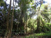 im Carara-Nationalpark in Costa Rica