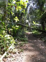 im Carara-Nationalpark in Costa Rica