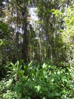 grün wohin das Auge reicht - Carara-Nationalpark